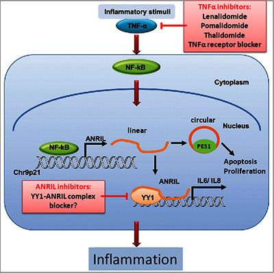 Roles of the Chr.9p21.3 ANRIL Locus in Regulating Inflammation and Implications for Anti-Inflammatory Drug Target Identification